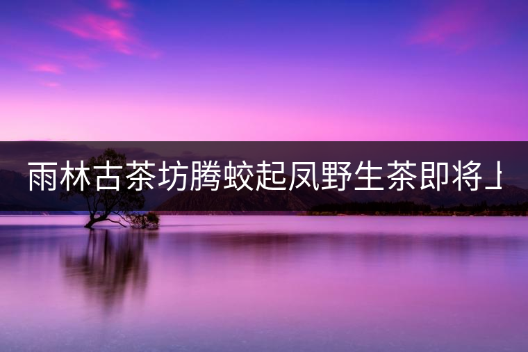 雨林古茶坊騰蛟起鳳野生茶即將上市！