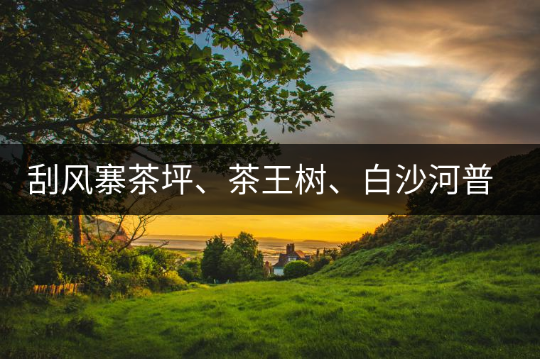 刮風(fēng)寨茶坪、茶王樹、白沙河普洱茶怎么樣