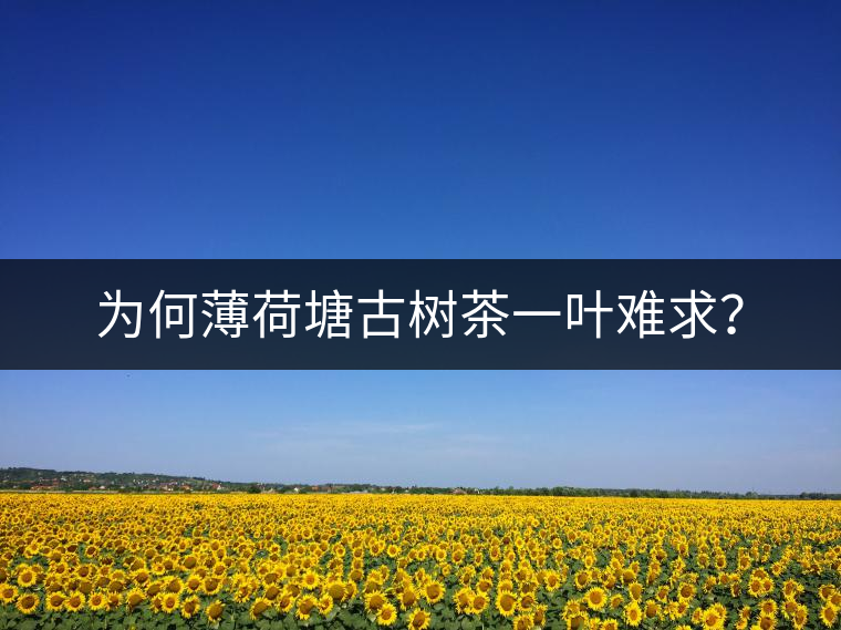 為何薄荷塘古樹茶一葉難求？