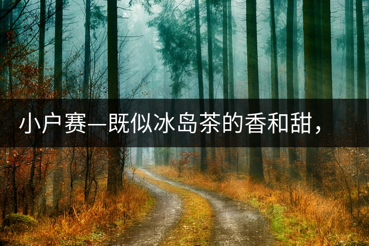 小戶賽—既似冰島茶的香和甜，又有其獨(dú)特的純和凈