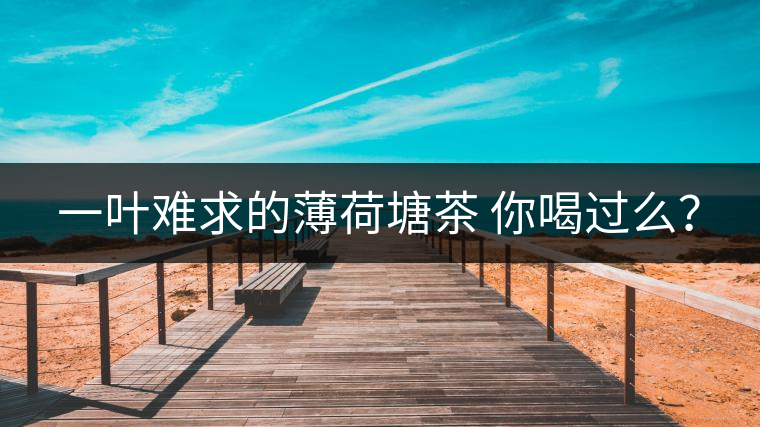 一葉難求的薄荷塘茶 你喝過(guò)么？