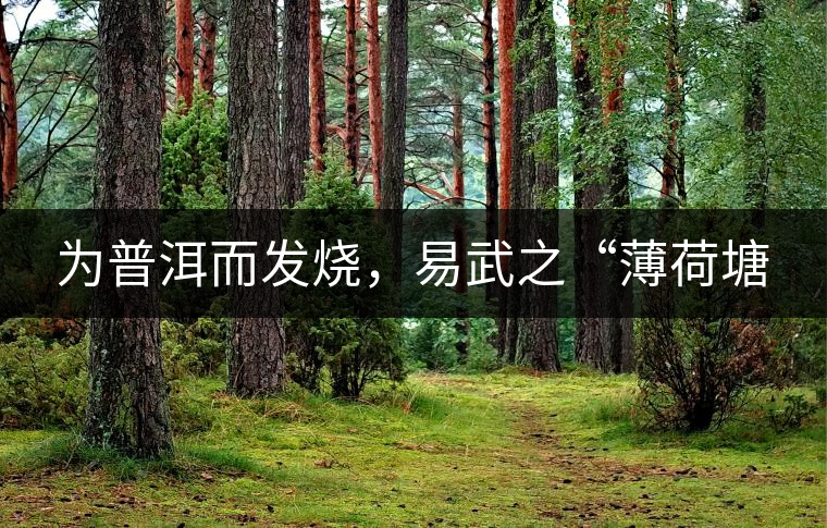 為普洱而發(fā)燒，易武之“薄荷塘