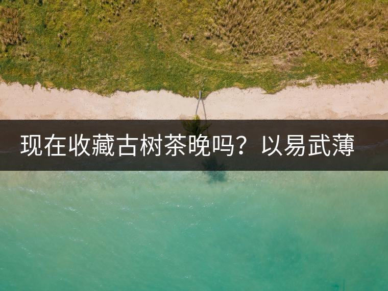 現(xiàn)在收藏古樹(shù)茶晚嗎？以易武薄荷塘古樹(shù)茶為例