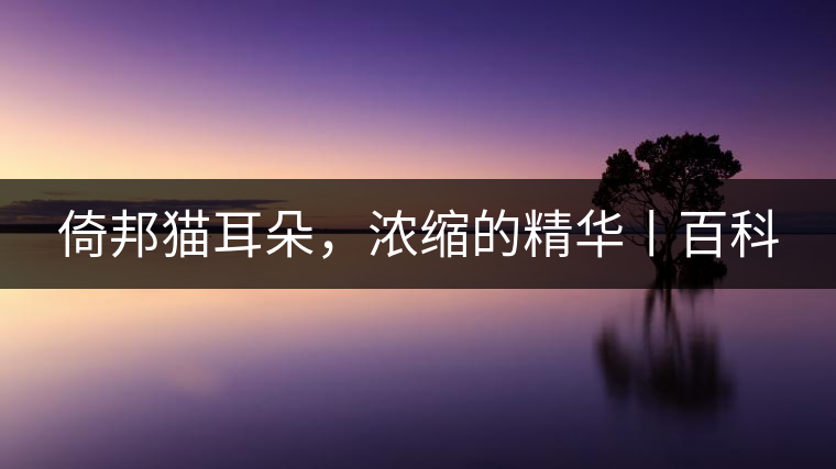 倚邦貓耳朵，濃縮的精華丨百科