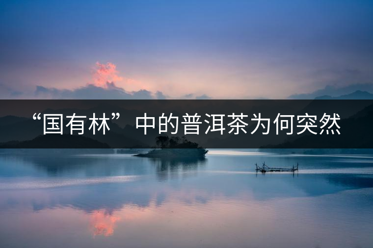 “國有林”中的普洱茶為何突然受追捧？