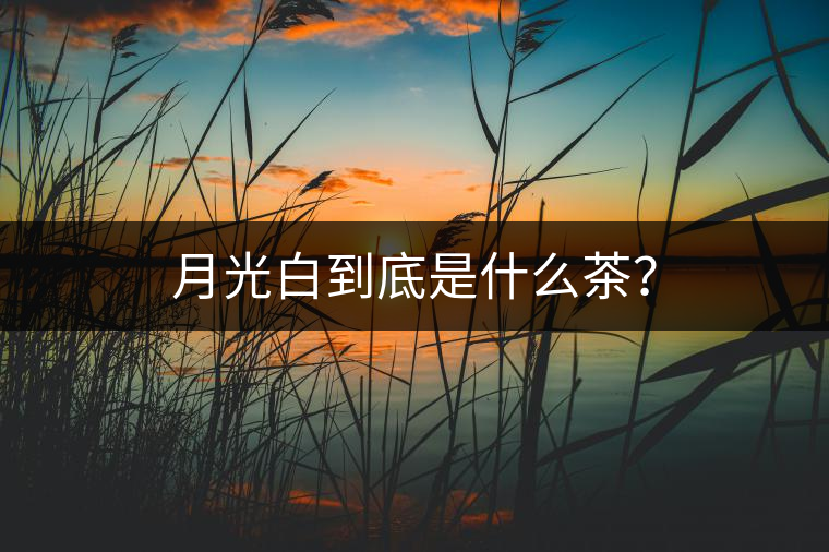 月光白到底是什么茶？