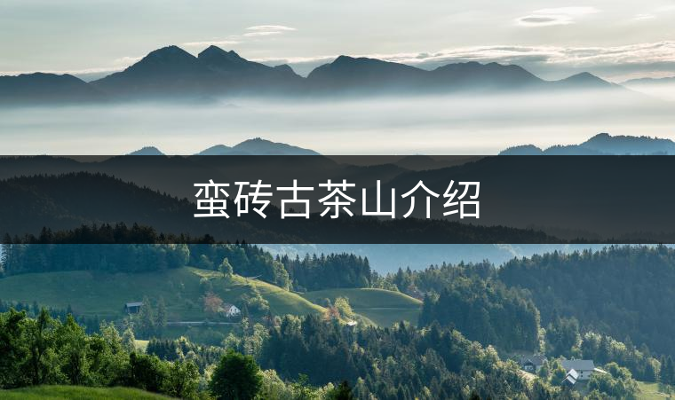 蠻磚古茶山介紹 蠻磚古茶山介紹