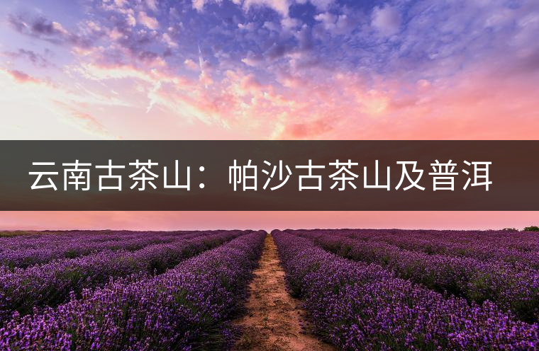 云南古茶山：帕沙古茶山及普洱茶口感特點