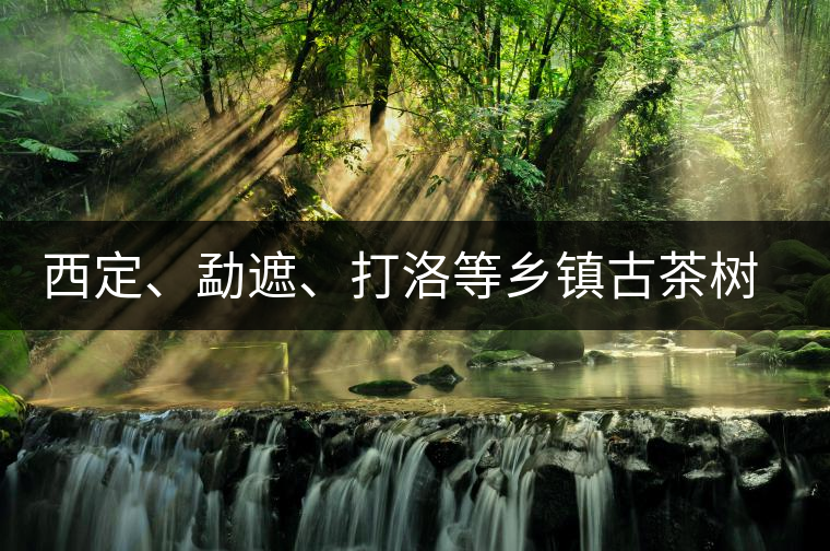 西定、勐遮、打洛等鄉(xiāng)鎮(zhèn)古茶樹資源