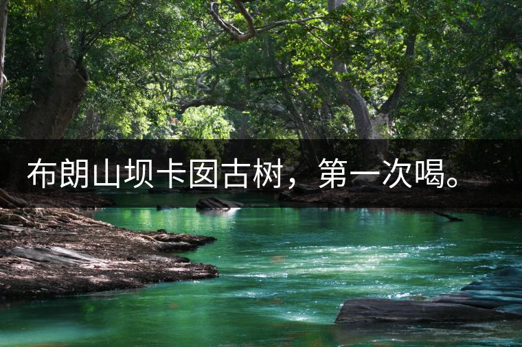 布朗山壩卡囡古樹，第一次喝。感覺不錯，這茶不苦