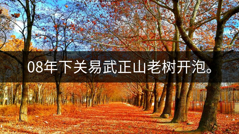 08年下關(guān)易武正山老樹開泡。