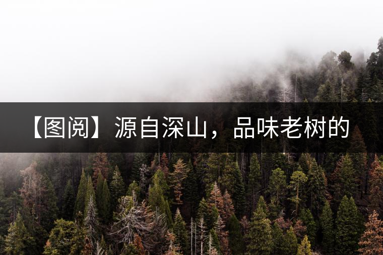 【圖閱】源自深山，品味老樹的味道