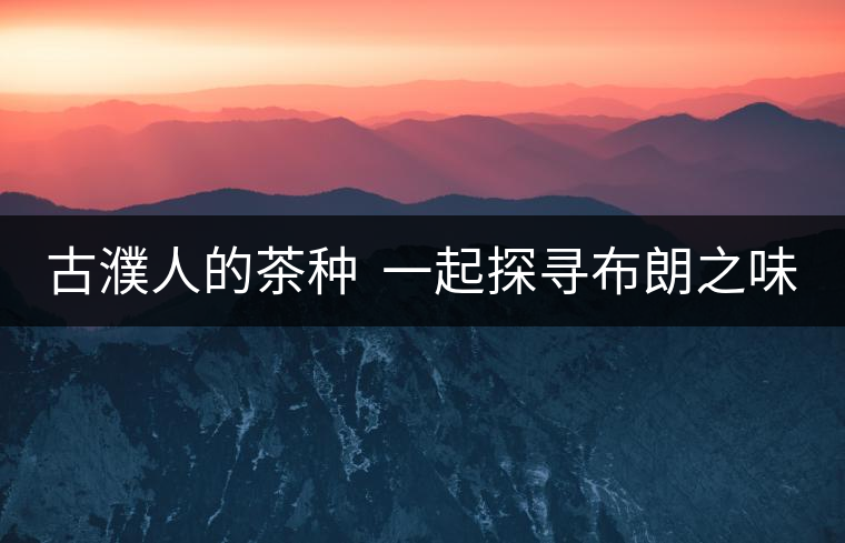 古濮人的茶種  一起探尋布朗之味