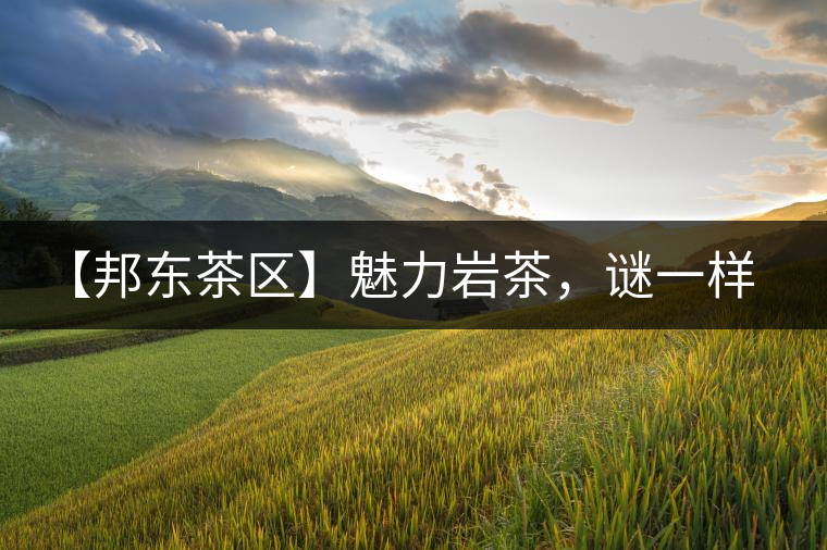 【邦東茶區(qū)】魅力巖茶，謎一樣的邦東！