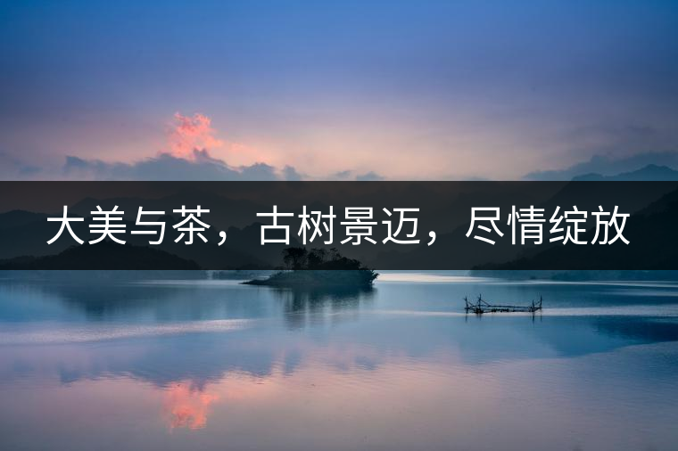 大美與茶，古樹景邁，盡情綻放