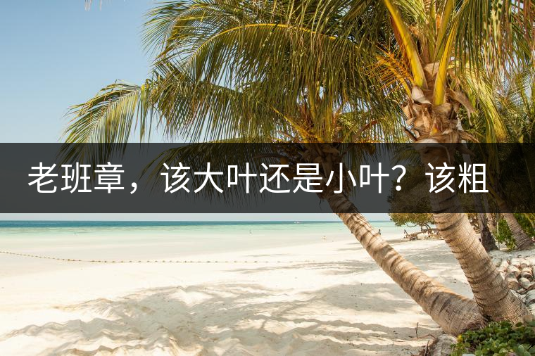 老班章，該大葉還是小葉？該粗老還是細(xì)嫩？