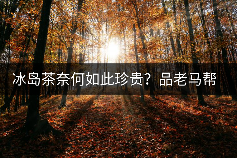 冰島茶奈何如此珍貴？品老馬幫之“冰島老寨”，答案在這里！