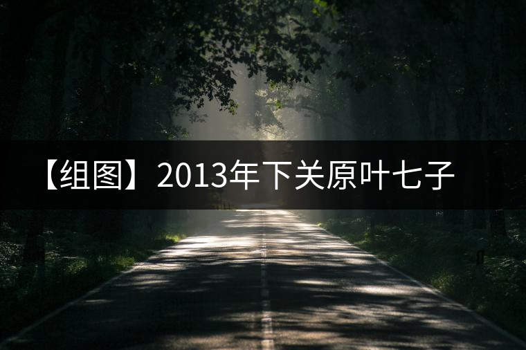 【組圖】2013年下關(guān)原葉七子餅茶開(kāi)湯 【組圖】2013年下關(guān)原葉七子餅茶開(kāi)湯