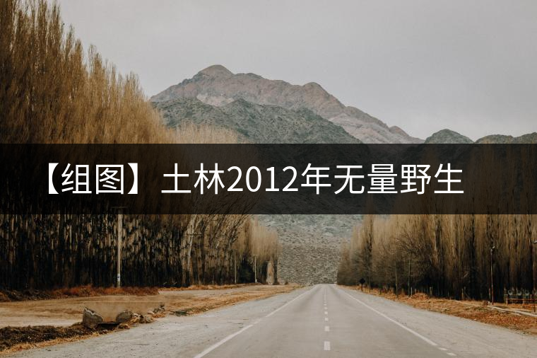 【組圖】土林2012年無(wú)量野生蘑菇緊茶開(kāi)湯