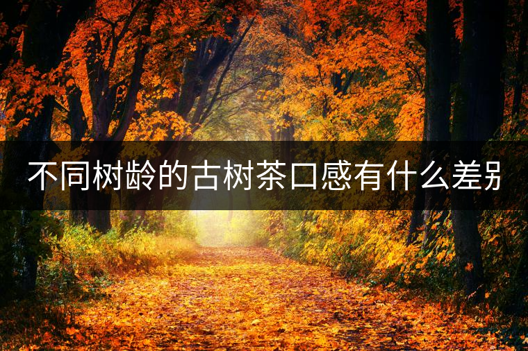 不同樹齡的古樹茶口感有什么差別？