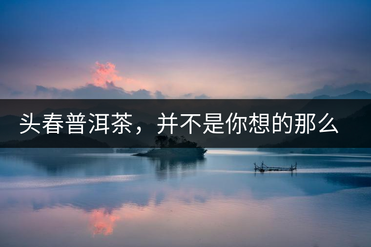 頭春普洱茶，并不是你想的那么好