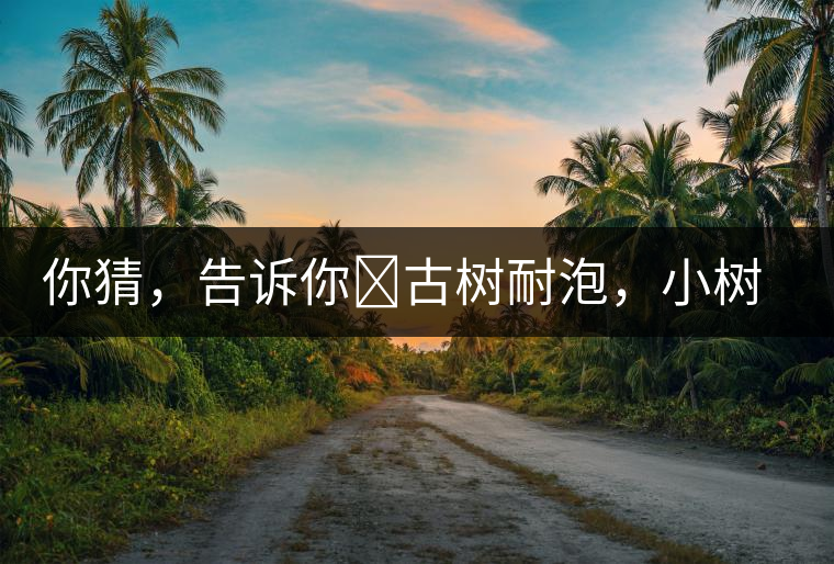 你猜，告訴你?古樹(shù)耐泡，小樹(shù)、臺(tái)地不耐泡都是什么心理？