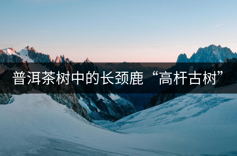 普洱茶樹(shù)中的長(zhǎng)頸鹿“高桿古樹(shù)”！