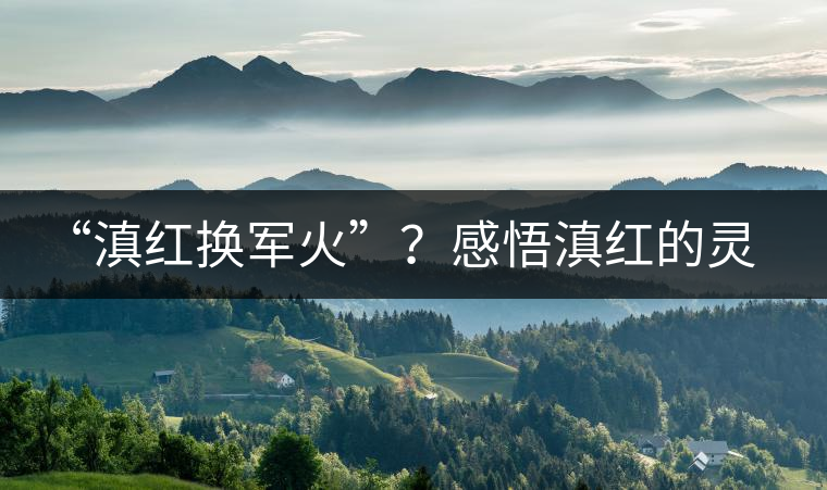 “滇紅換軍火”？感悟滇紅的靈與性！