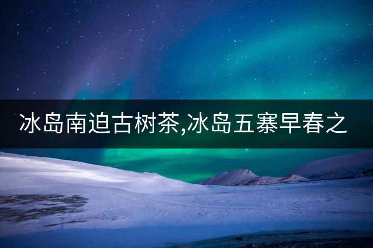 冰島南迫古樹(shù)茶,冰島五寨早春之南迫