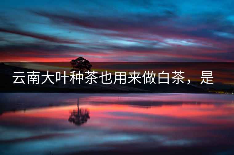 云南大葉種茶也用來做白茶，是真的好喝嗎？