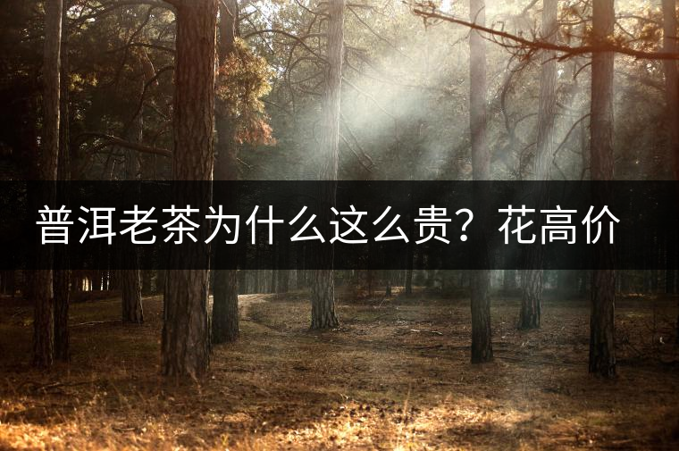 普洱老茶為什么這么貴？花高價買值嗎？