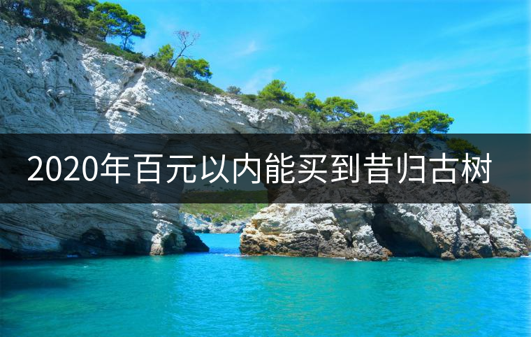 2020年百元以?xún)?nèi)能買(mǎi)到昔歸古樹(shù)嗎？