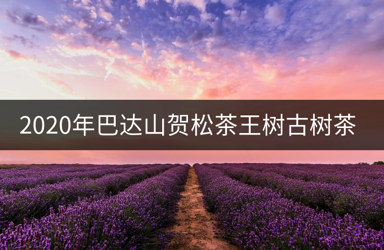 2020年巴達山賀松茶王樹古樹茶特點