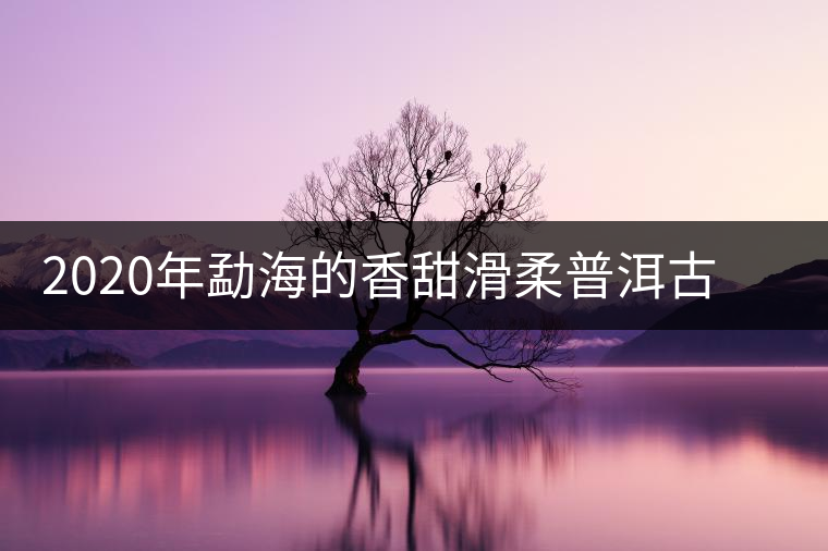 2020年勐海的香甜滑柔普洱古樹(shù)帕沙古樹(shù)春茶 2020年勐海的香甜滑柔普洱古樹(shù)帕沙古樹(shù)春茶