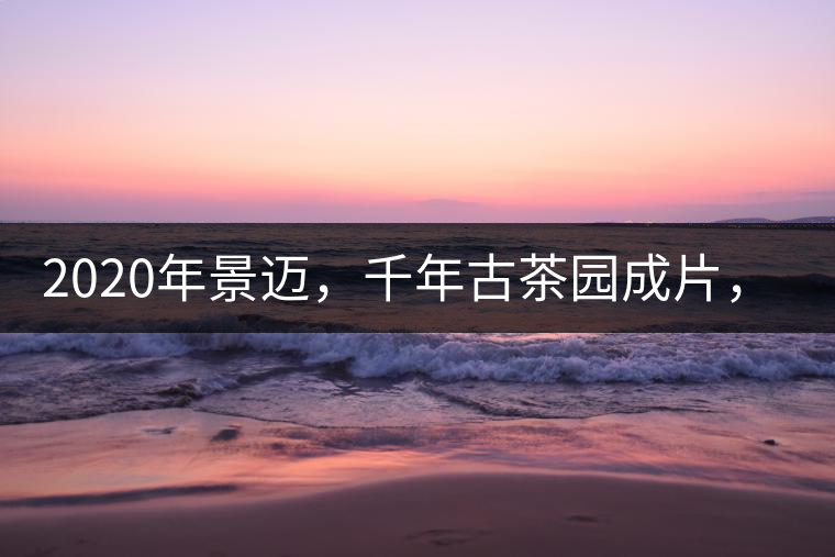 2020年景邁，千年古茶園成片，蘭花香堪稱一絕！