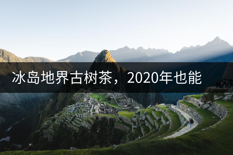 冰島地界古樹茶，2020年也能便宜喝到的冰島古樹茶
