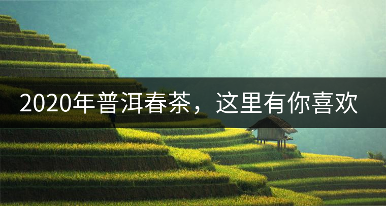 2020年普洱春茶，這里有你喜歡的山頭嗎？