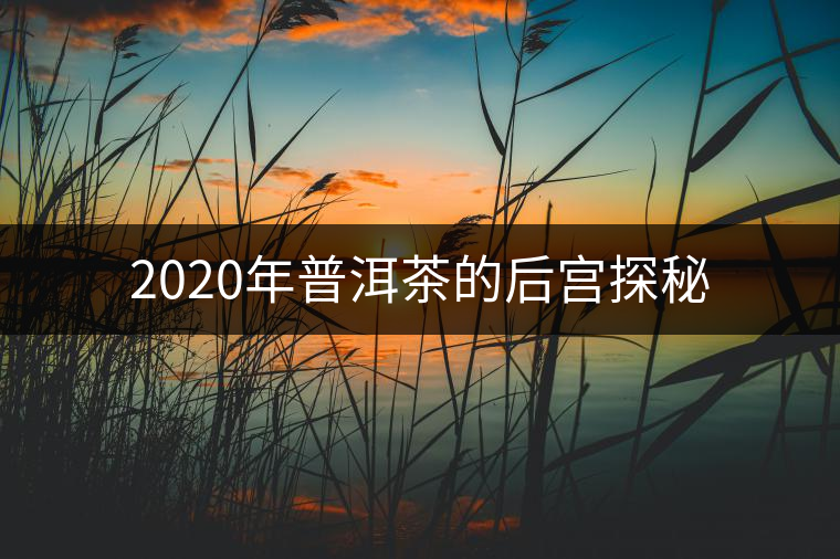 2020年普洱茶的后宮探秘