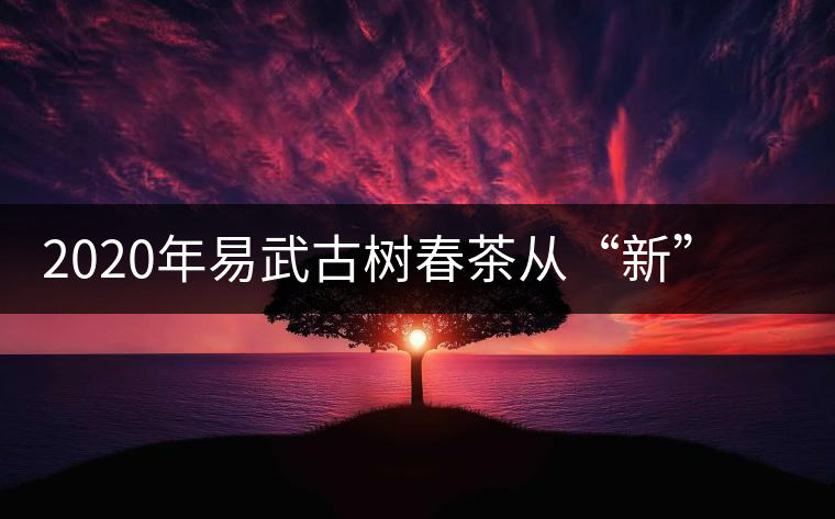 2020年易武古樹春茶從“新”到“老”，如何完成蛻變的？