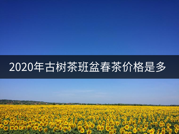 2020年古樹茶班盆春茶價(jià)格是多少？