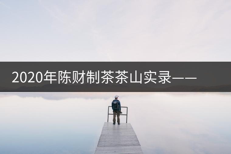 2020年陳財(cái)制茶茶山實(shí)錄——演員多如牛毛的老班章 2020年陳財(cái)制茶茶山實(shí)錄——演員多如牛毛的老班章