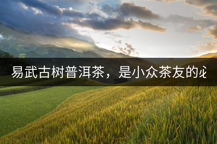 易武古樹普洱茶，是小眾茶友的必選？