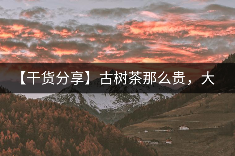 【干貨分享】古樹茶那么貴，大家為什么還在瘋狂追求？