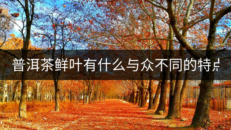 普洱茶鮮葉有什么與眾不同的特點？