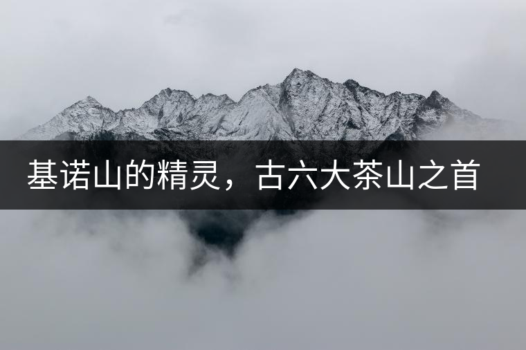 基諾山的精靈，古六大茶山之首武侯遺種攸樂古樹茶