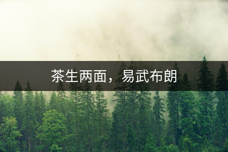 茶生兩面，易武布朗
