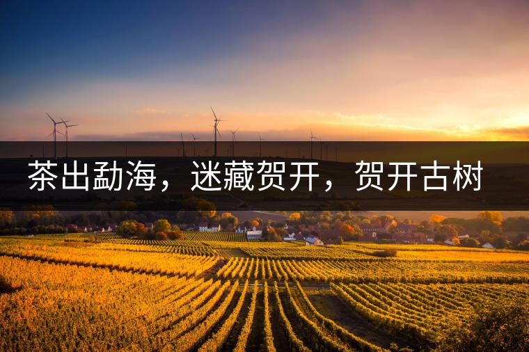 茶出勐海，迷藏賀開，賀開古樹普洱茶