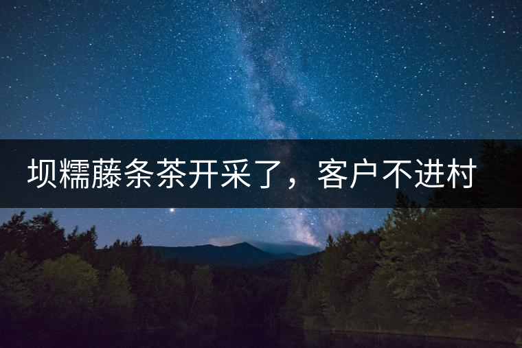 壩糯藤條茶開采了，客戶不進(jìn)村，村民怎么賣茶？