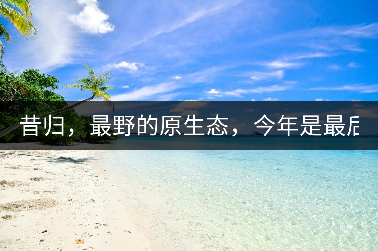 昔歸，最野的原生態(tài)，今年是最后一年了！