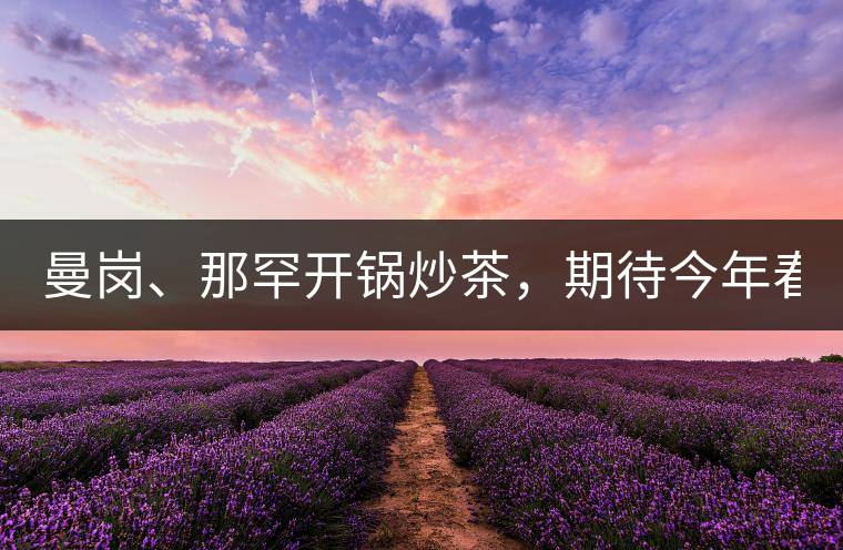 曼崗、那罕開鍋炒茶，期待今年春茶！